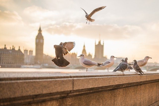 Psicologa en español en Londres